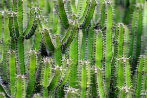 cactus-1453793_1920