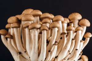 mushroom-389421_1920